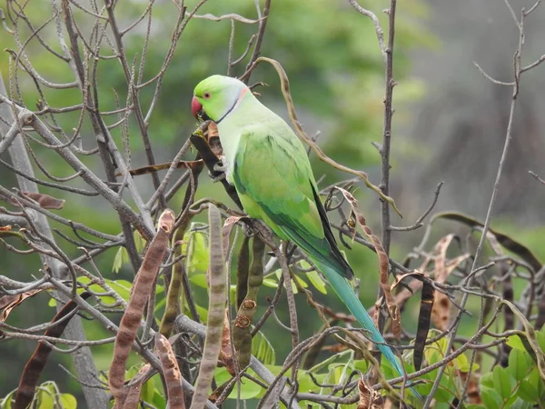 Primo Piano Bellissimo Anello Indiano Collo Uccello Colore Verde Pappagallo — Foto Stock
