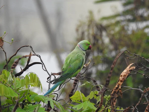 Primer Plano Hermoso Anillo Indio Cuello Verde Pájaro Loro Sentado —  Fotos de Stock