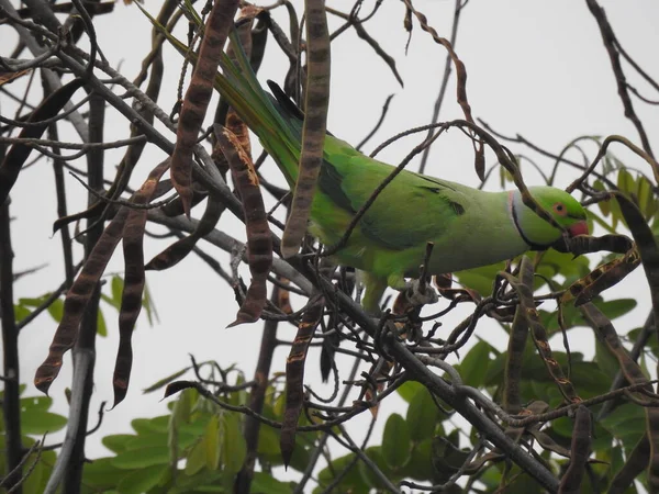Closeup Beautiful Indian Ring Necked Green Color Bird Parrot Sitting — Stock Photo, Image