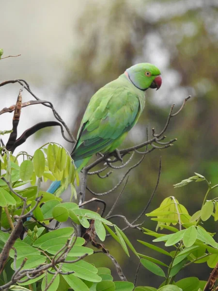 Primer Plano Hermoso Anillo Indio Cuello Verde Pájaro Loro Sentado — Foto de Stock