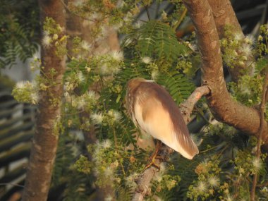 Güzel Hintli siyah taçlandırılmış balıkçıl kuşunun yaklaşması doğa arka planlı bir ağaçta oturuyor.