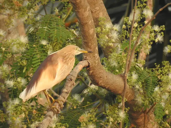 Närbild Vackra Indiska Svart Krönt Natt Heron Fågel Sitter Ett — Stockfoto