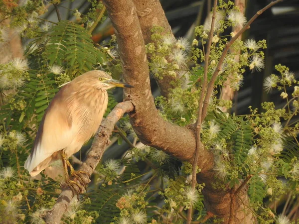 Närbild Vackra Indiska Svart Krönt Natt Heron Fågel Sitter Ett — Stockfoto