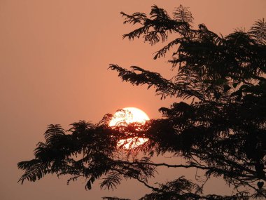 Güneş doğuşunun güzel manzarasına yakın. Ağaç dalları silueti bir doğa arka planında.