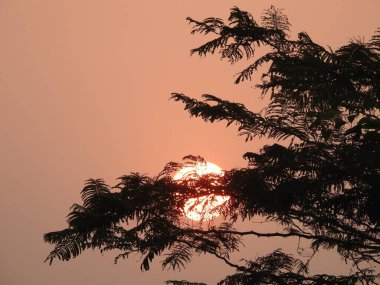 Güneş doğuşunun güzel manzarasına yakın. Ağaç dalları silueti bir doğa arka planında.