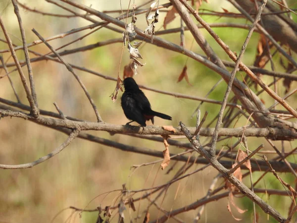 Nahaufnahme Der Schönen Indischen Black Drongo Vogel Sitzt Auf Einem — Stockfoto