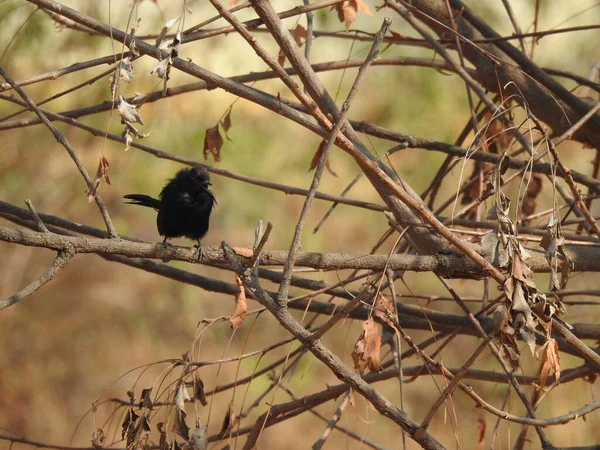 Nahaufnahme Der Schönen Indischen Black Drongo Vogel Sitzt Auf Einem — Stockfoto