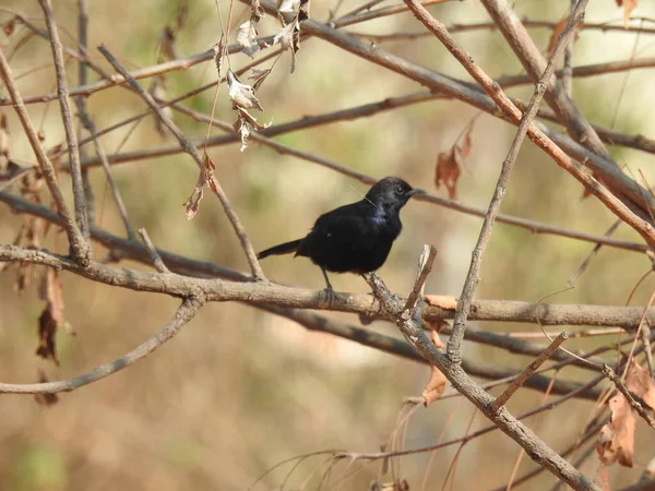 Closeup Beautiful Indian Black Drongo Bird Sitting Electric Wire Blue — Stock Photo, Image