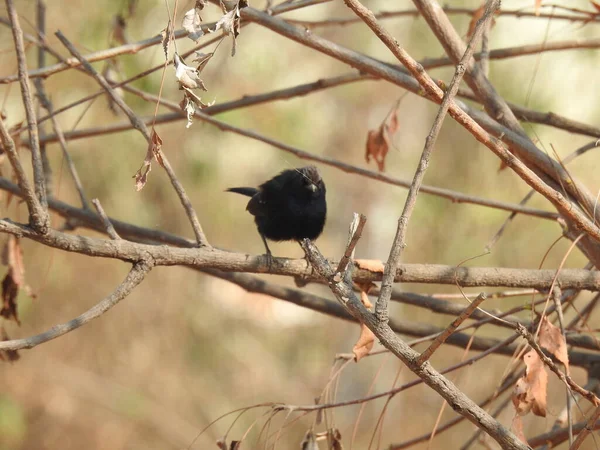 Closeup Beautiful Indian Black Drongo Bird Sitting Electric Wire Blue — Stock Photo, Image