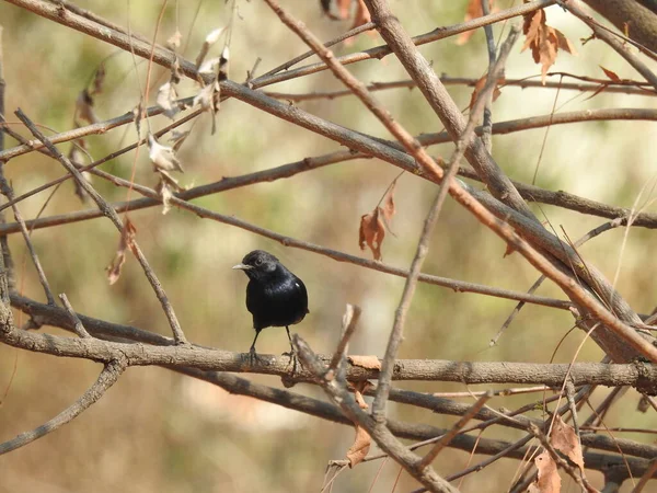 Detailní Záběr Krásné Indické Černošky Drongo Pták Sedí Elektrickém Drátu — Stock fotografie