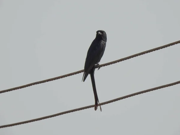 Detailní Záběr Krásné Indické Černošky Drongo Pták Sedí Elektrickém Drátu — Stock fotografie
