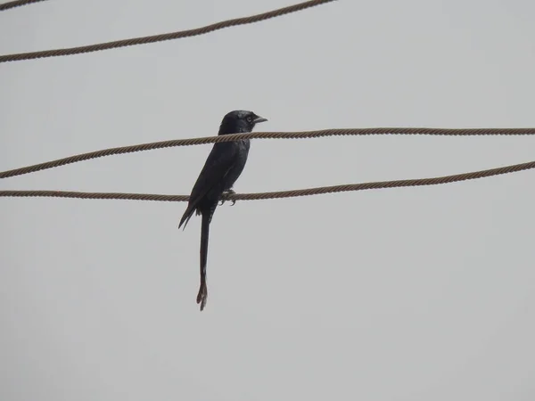 美しいインディアンブラック ドロンゴの鳥が青い空を背景に電線に座っている — ストック写真