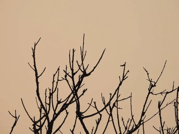 Nahaufnahme Der Silhouette Baum Zweig Abendhimmel Hintergrund — Stockfoto