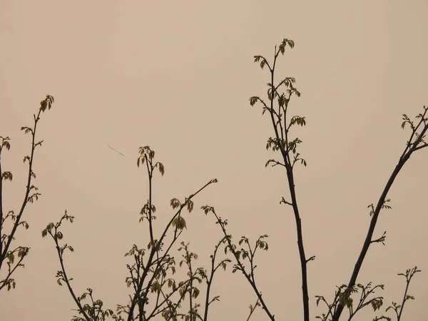 Nahaufnahme Der Silhouette Baum Zweig Abendhimmel Hintergrund — Stockfoto