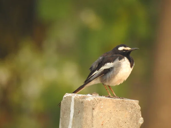 Detailní Záběr Krásné Indické Evropy Pied Flycatcher Pták Sedí Vodní — Stock fotografie