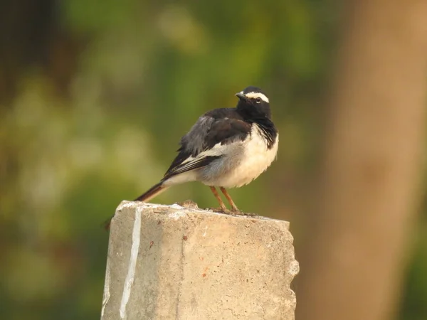 Primo Piano Bellissimo Uccello Pied Flycatcher Indiano Europeo Seduto Sul — Foto Stock