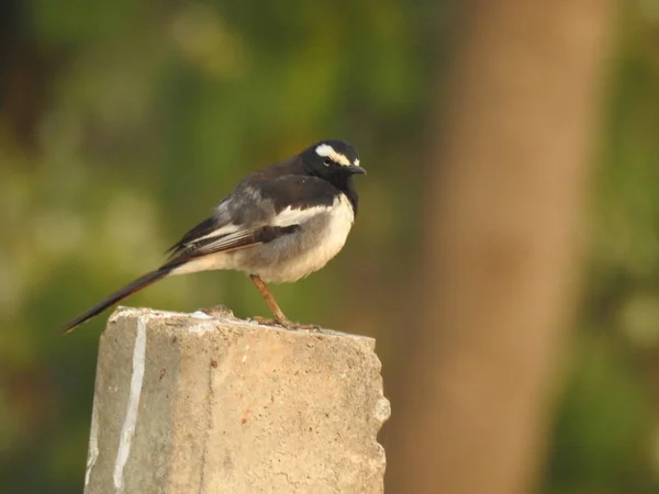 Primo Piano Bellissimo Uccello Pied Flycatcher Indiano Europeo Seduto Sul — Foto Stock