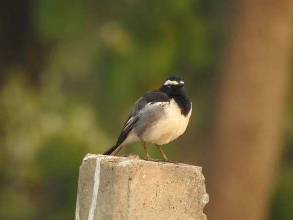 Primo Piano Bellissimo Uccello Pied Flycatcher Indiano Europeo Seduto Sul — Foto Stock