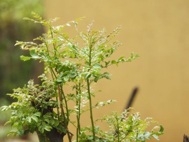 Güzel köri yapraklarının yakın plan doğa geçmişi olan ağaçları..