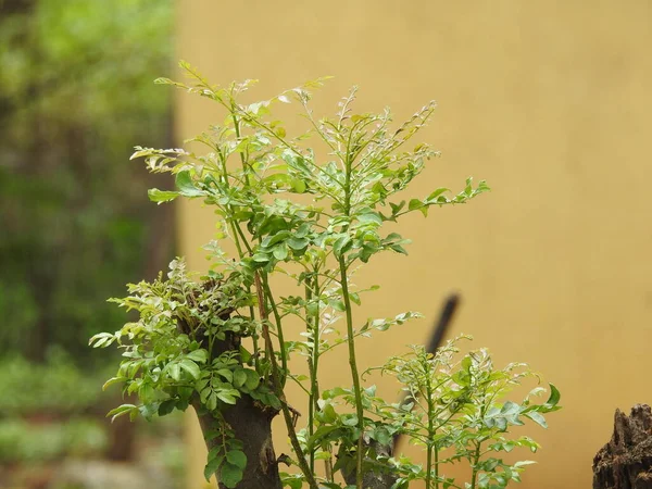 Primer Plano Hermosas Hojas Curry Joven Árbol Con Fondo Naturaleza —  Fotos de Stock
