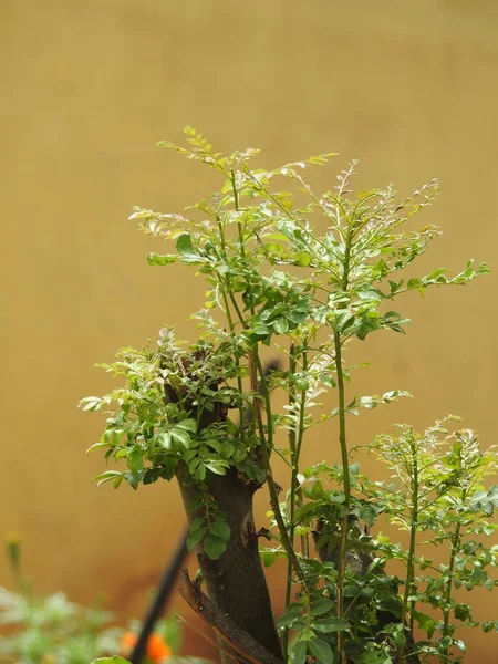 Closeup Belas Folhas Caril Jovem Árvore Com Fundo Natureza — Fotografia de Stock