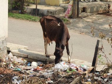 Closeup of black and white color Cow eating plastic waste roadside in the city