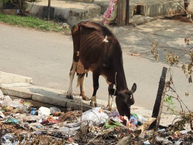 Closeup of black and white color Cow eating plastic waste roadside in the city