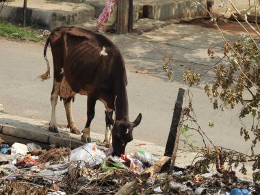 Siyah-beyaz renkli İnek şehirde plastik atık yiyor.