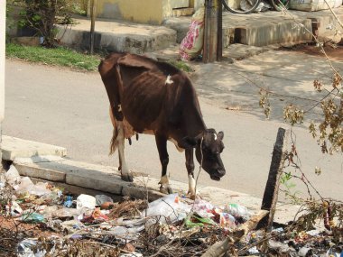 Siyah-beyaz renkli İnek şehirde plastik atık yiyor.