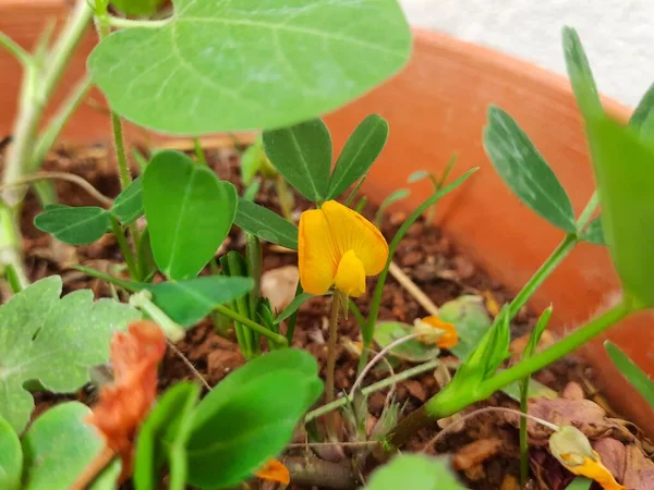 Closeup Peanut Plant Yellow Color Beautiful Flower Growing House Garden — Stock Fotó