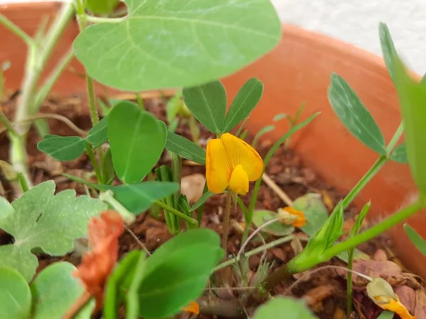 Closeup Peanut Plant Yellow Color Beautiful Flower Growing House Garden — 스톡 사진