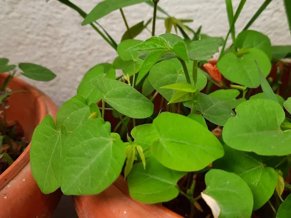Closeup Amendoim Planta Com Cor Amarela Bela Flor Crescendo Jardim — Fotografia de Stock