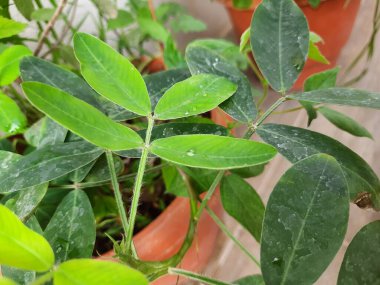 Bir saksının içinde büyüyen yer fıstığı ya da yer fıstığı bitkisinin yakın çekimi.