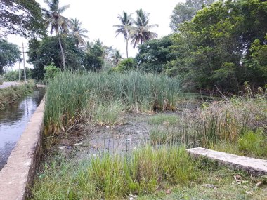 Kolakarana Doddi, Mandya Bölgesi, Karnataka, Hindistan 'daki güzel su kanalı ve göletin yakınları.