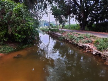 Kolakarana Doddi, Mandya Bölgesi, Karnataka, Hindistan 'daki güzel su kanalı ve göletin yakınları.