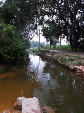 Kolakarana Doddi, Mandya Bölgesi, Karnataka, Hindistan 'daki güzel su kanalı ve göletin yakınları.