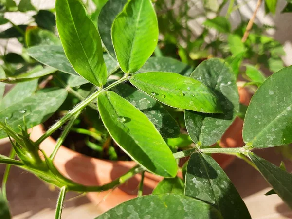 Closeup Amendoim Amendoim Planta Crescendo Uma Panela — Fotografia de Stock