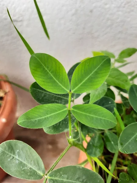 Closeup Peanut Groundnut Plant Growing Pot — ストック写真