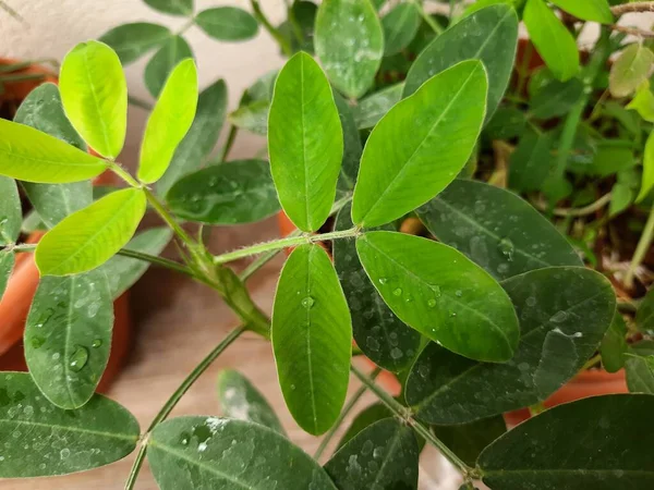 Primer Plano Maní Planta Cacahuete Que Crece Una Maceta — Foto de Stock