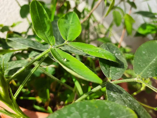 Closeup Peanut Groundnut Plant Growing Pot — Fotografia de Stock