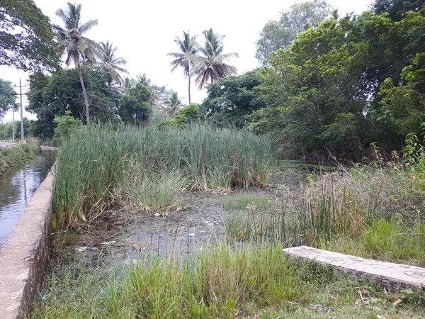 Nahaufnahme Eines Schönen Wasserkanals Und Teichs Dorf Kolakarana Doddi Mandya — Stockfoto