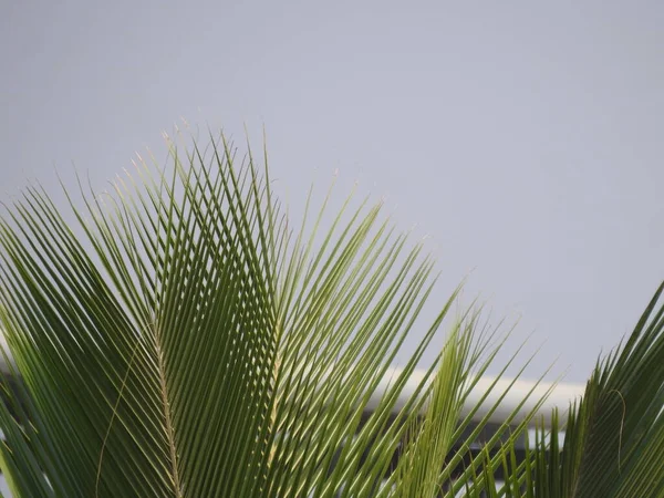 Närbild Vackra Coconut Tree Blad Med Blå Himmel Bakgrund — Stockfoto