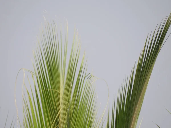 Primer Plano Hermosas Hojas Cocotero Con Fondo Cielo Azul —  Fotos de Stock