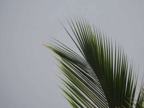 Closeup Beautiful Coconut Tree Leaves Blue Sky Background — Stockfoto