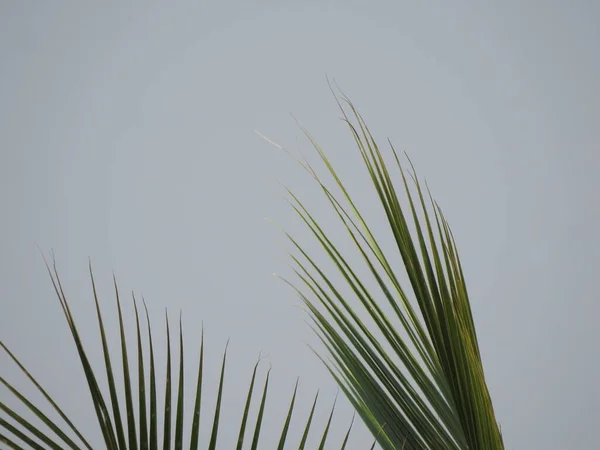 Closeup Beautiful Coconut Tree Leaves Blue Sky Background — Stockfoto