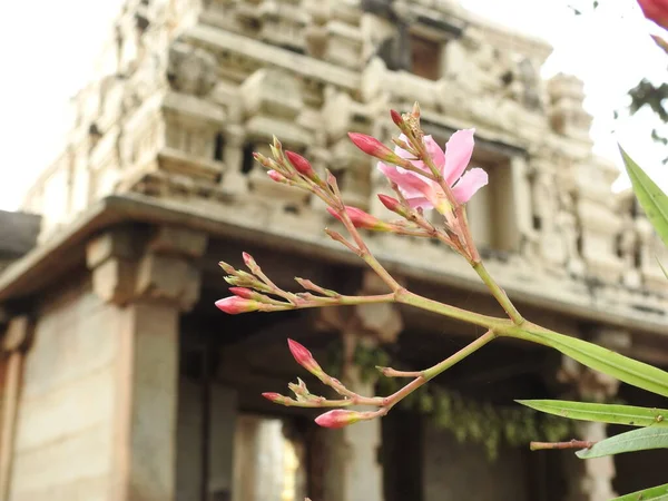 インド アンドラプラデシュ州レパクシにある美しいヴェラブラブラ ヒンドゥー寺院の閉鎖 — ストック写真