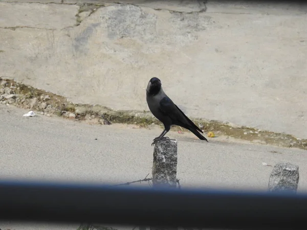 Indian Crow Bird Sitting Long Stone Roadside — 스톡 사진