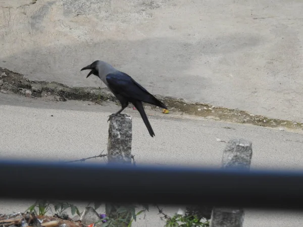 Indian Crow Bird Sitting Long Stone Roadside — Stockfoto