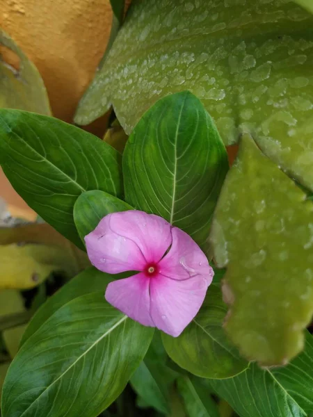 Крупним Планом Красивий Рожевий Колір Мадагаскар Квітка Рослині — стокове фото