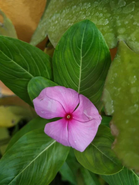 Крупним Планом Красивий Рожевий Колір Мадагаскар Квітка Рослині — стокове фото